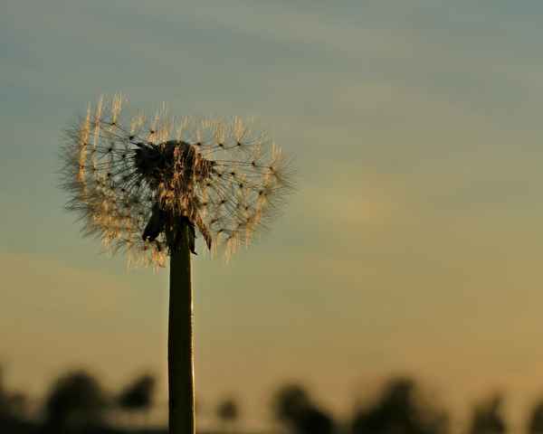 das abendlicht eingefangen