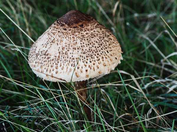 parasol pilz
