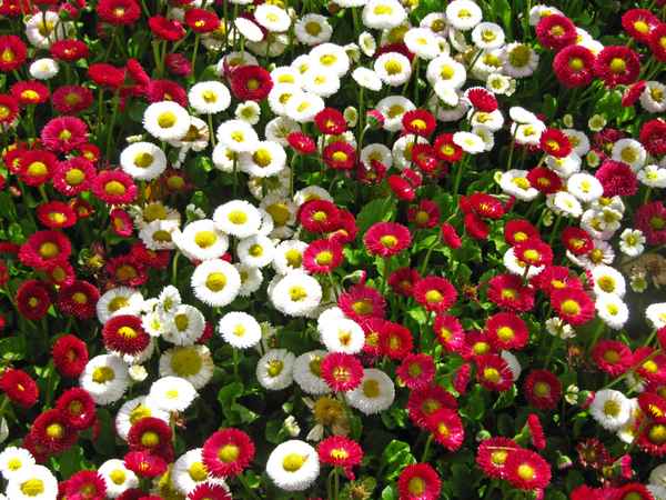 Blümchen rot-weiss