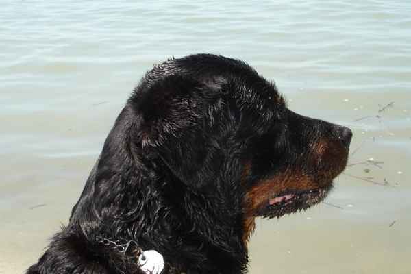 Unser Rotti macht Urlaub