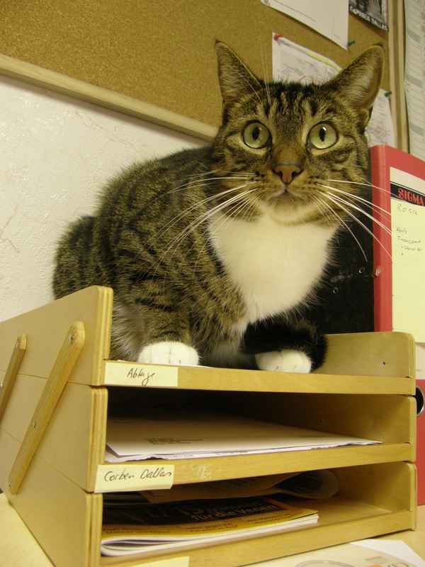 ... Katzen liegen auf der Arbeit!