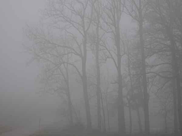 Stille Baumkronen im Nebel