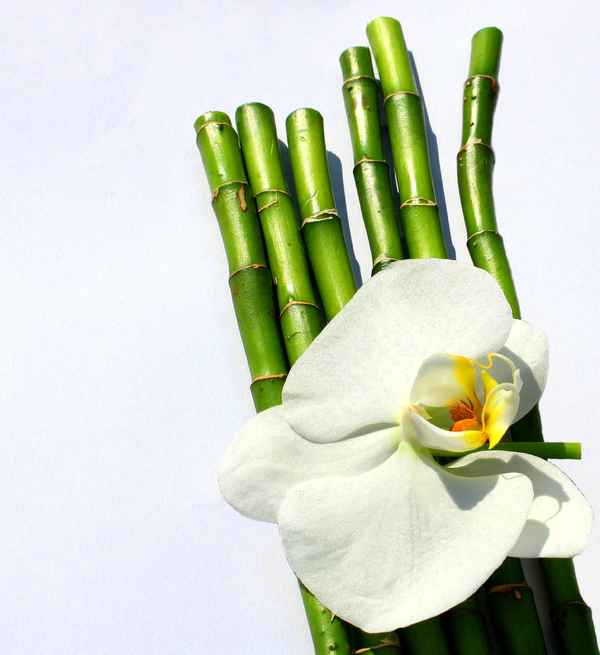LUCKY BAMBOO II