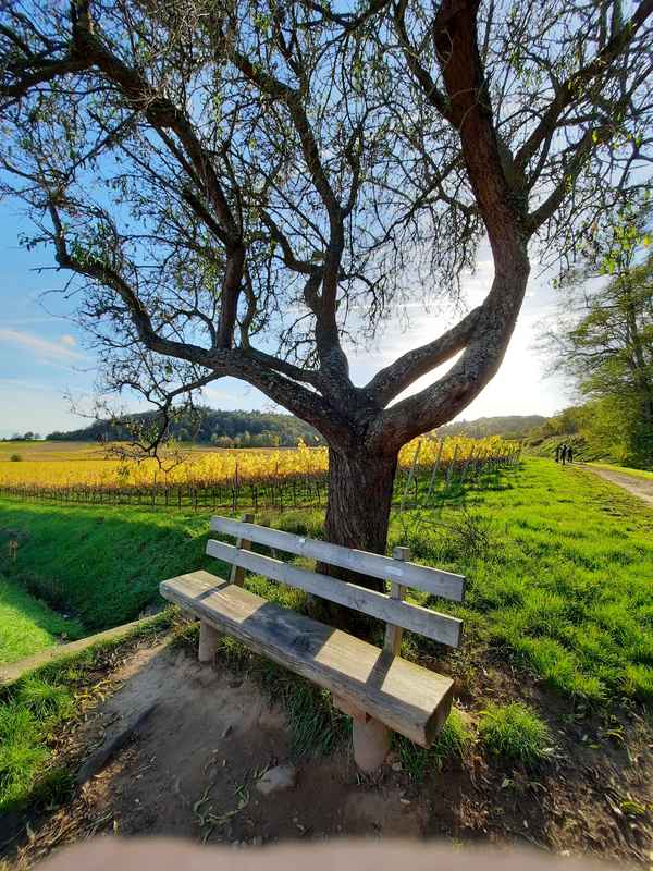 Sonniger Herbst in der Pfalz