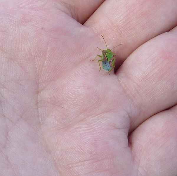 Ein bunter Käfer auf meiner Hand