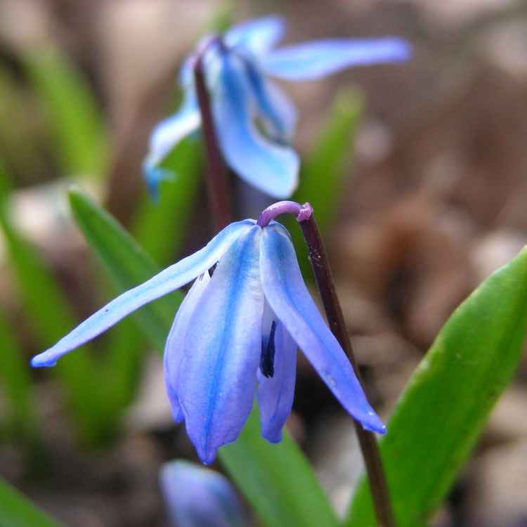 Scilla - blau