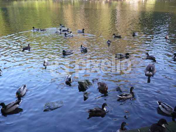 Enten