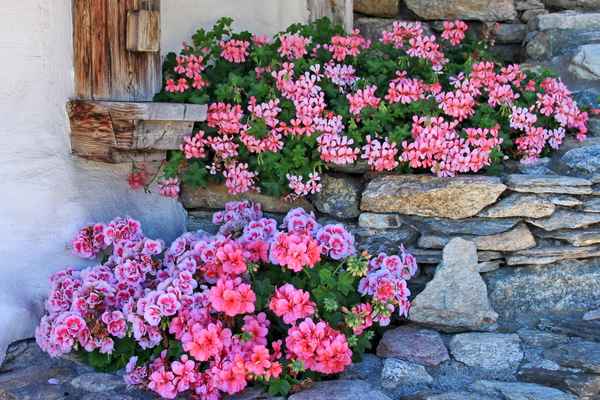 Blumenschmuck am Bauernhaus