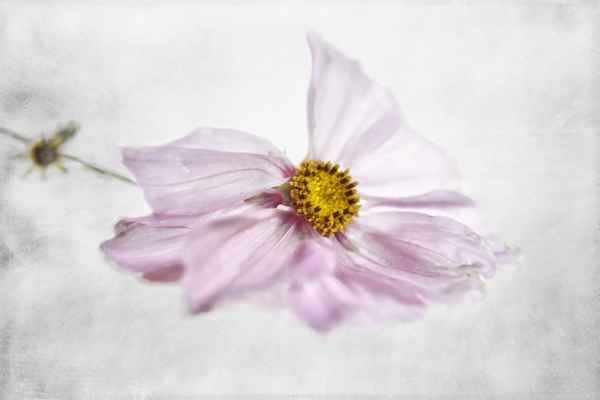 Cosmea