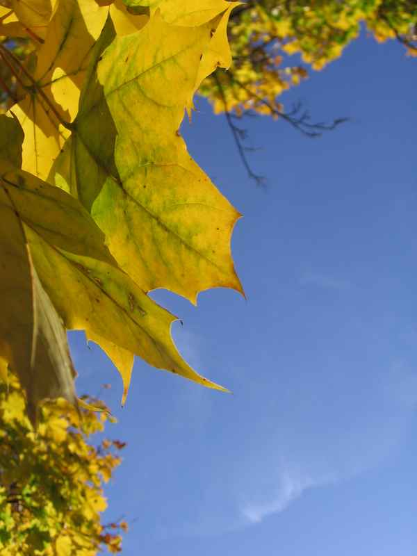 Herbst2005 034
