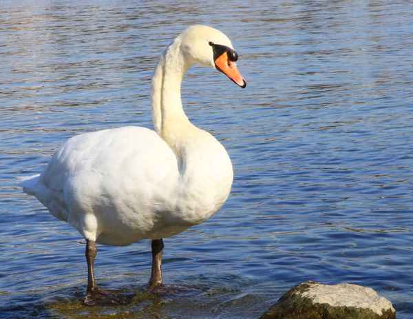 DER AUFPASSER I