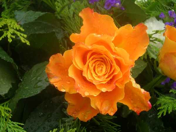 Rosenpracht1