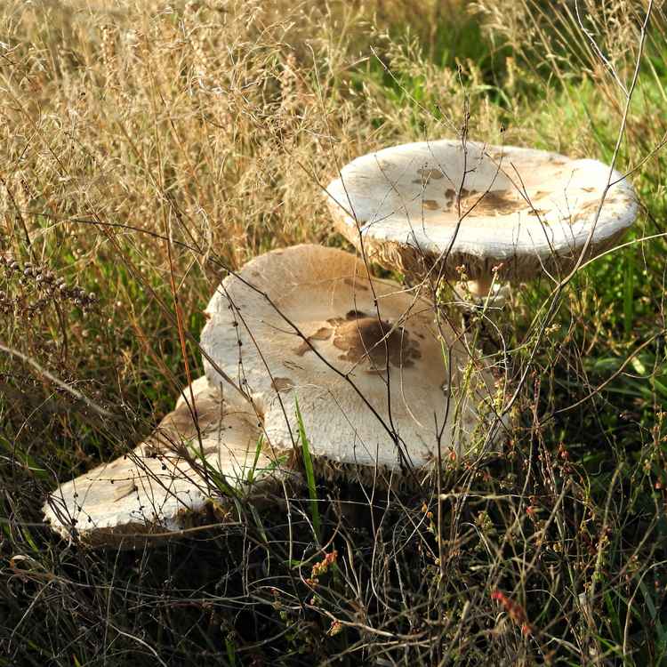 Riesenschirmling - Parasol