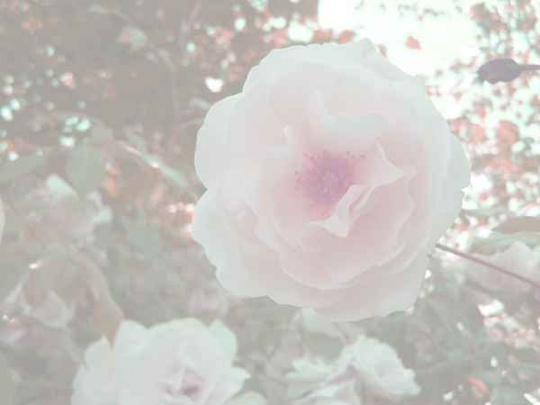 Briefpapier Heckenrose