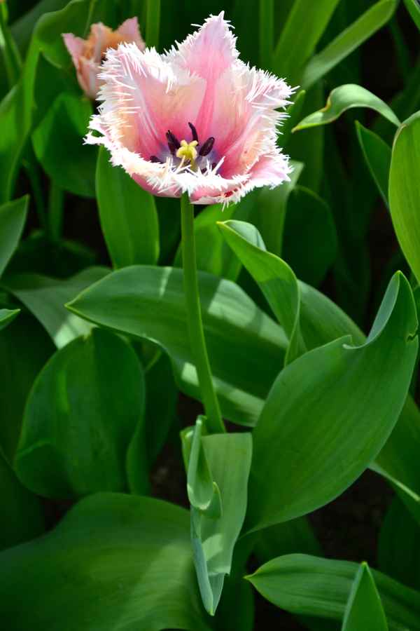 Tulpe