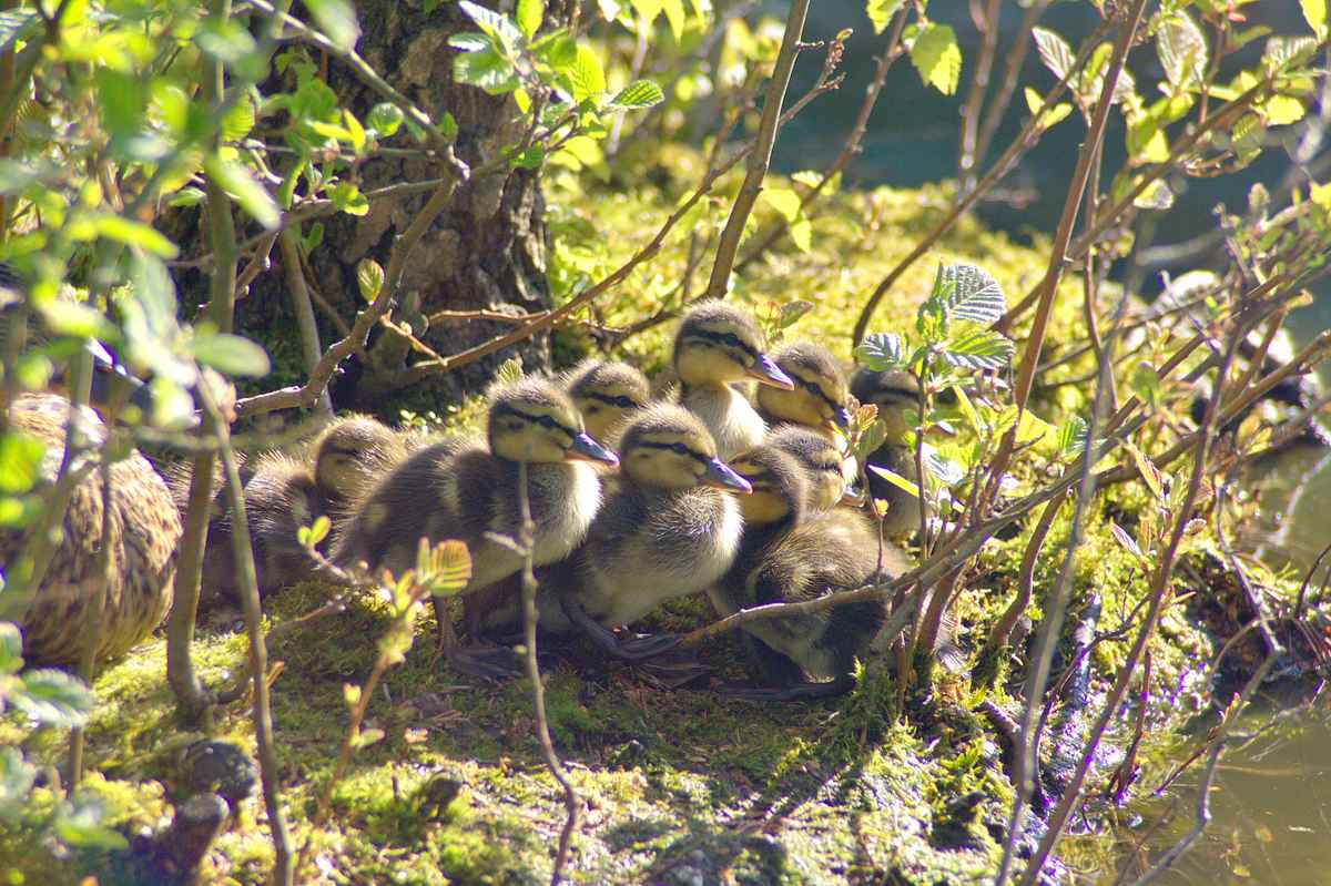 Bevölkerungszuwachs zu Ostern