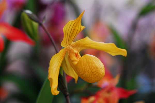 Gelbe Orchidee
