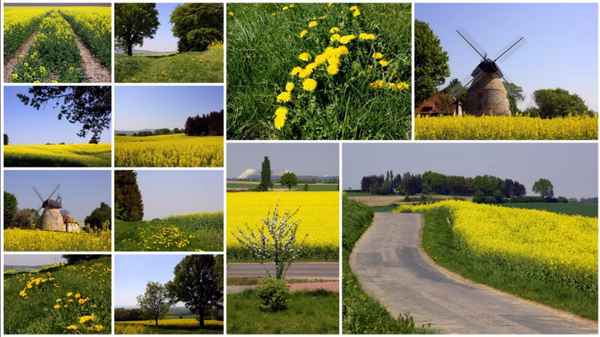 Gelb im April 2016 - Rapszeit