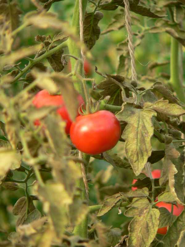 tomate