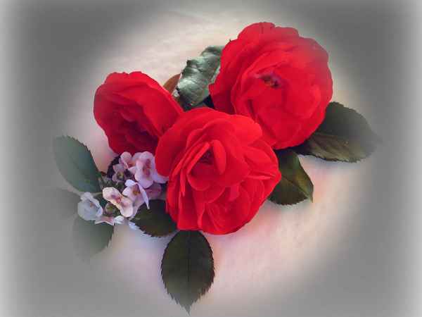 Ich mag dich - die drei Rosen sagen es