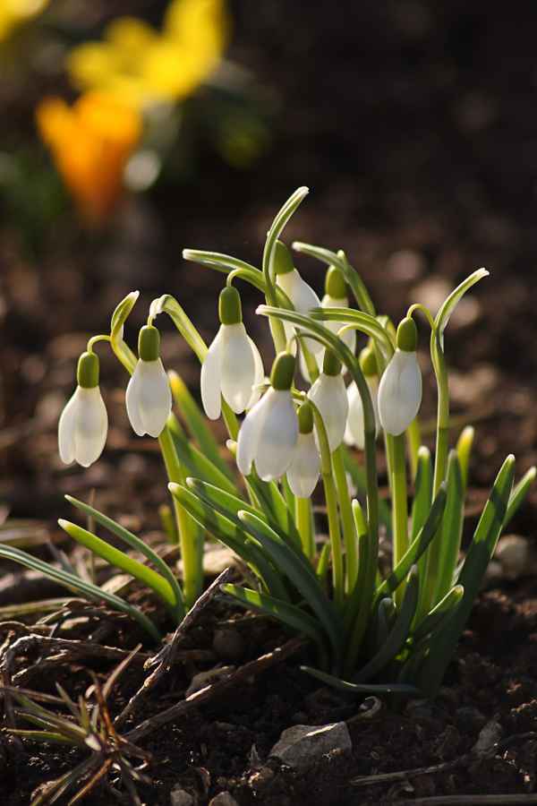 Schneeglöckchen 2