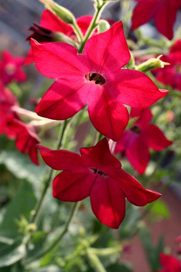 Ziertabak - Nichtrauchers Liebling