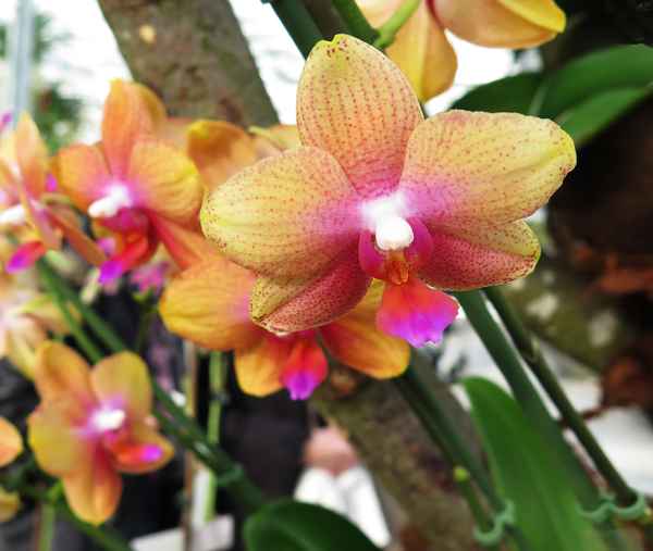 Orchideenschau Bern (2)