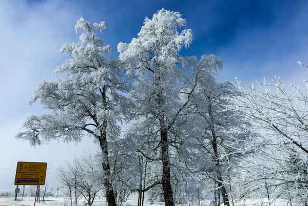 Baumzauber mit Raureif