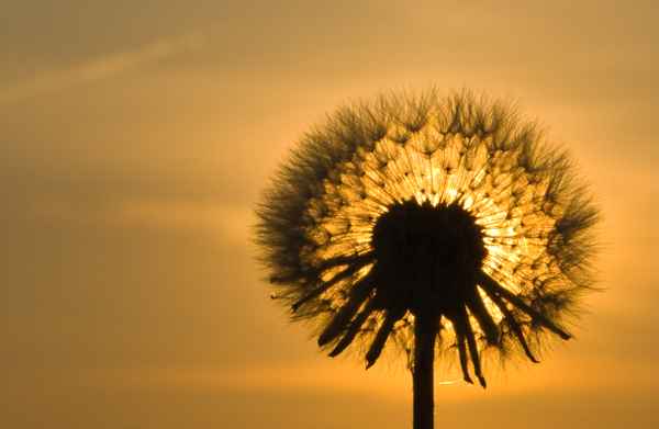 Pusteblume