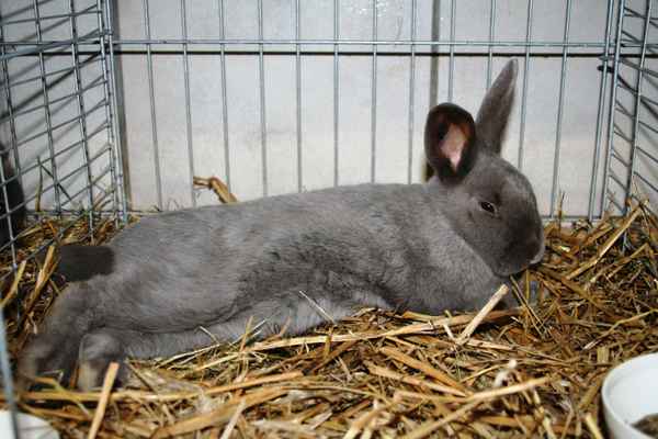 Ist der Hase glücklich und froh