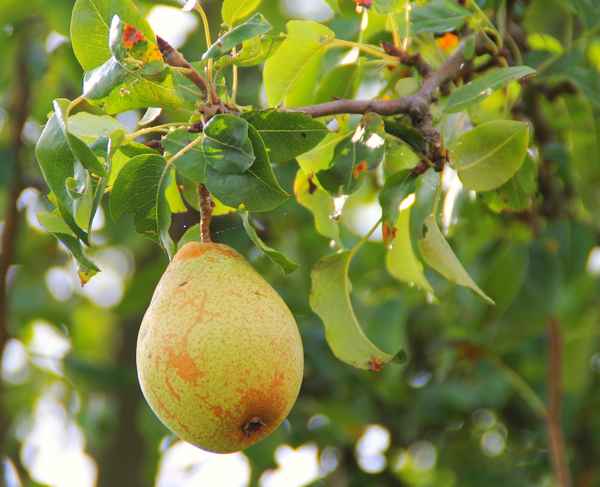 Frisch und ungespritzt 02