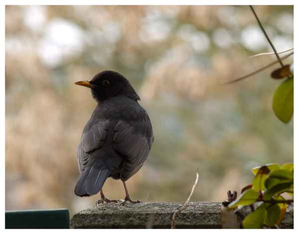 zweite Amsel auf Balkon
