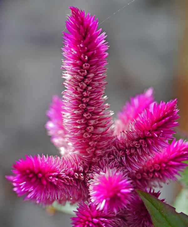 Sommerblume mal anders