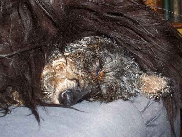 Mit fremdem Fell geschmückt...