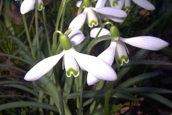 Schneeglöckchen