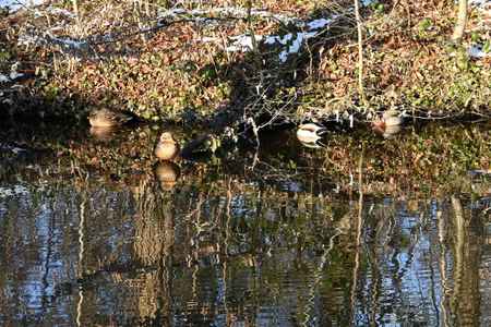 Enten in derWintersonne