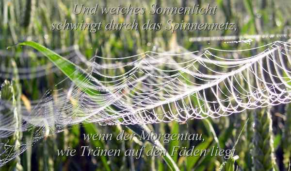 Im Morgentau wie Fäden..