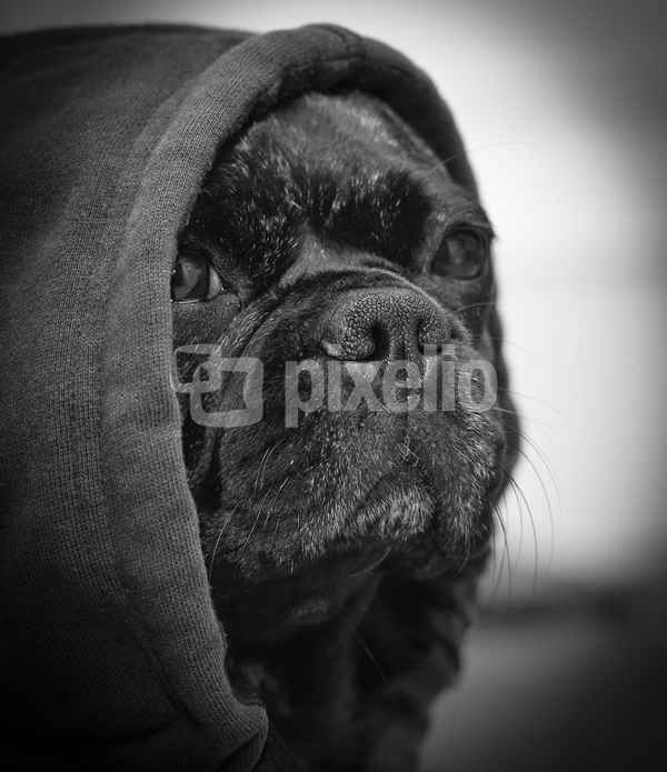 Bullmops Sally