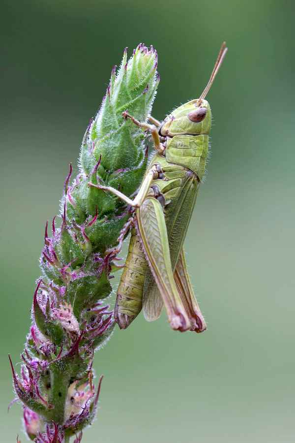 Gemeiner Grashüpfer