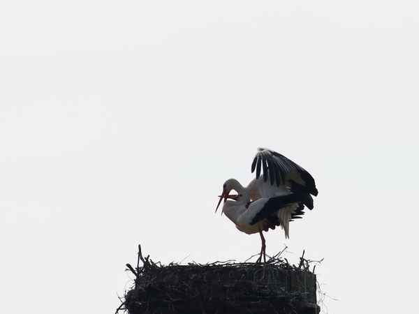 nachwuchs garantiert