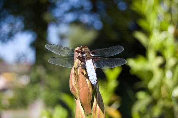 Libelle