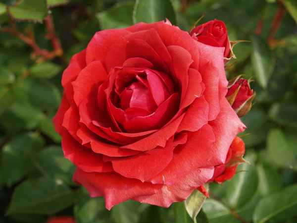 Rote Rosen