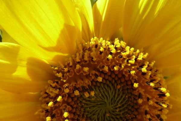 Sonnenblume ganz nah