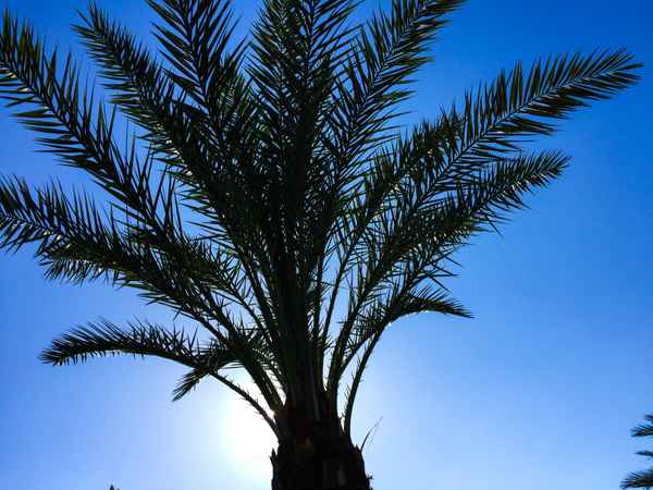 Urlaub im Süden (Palme)