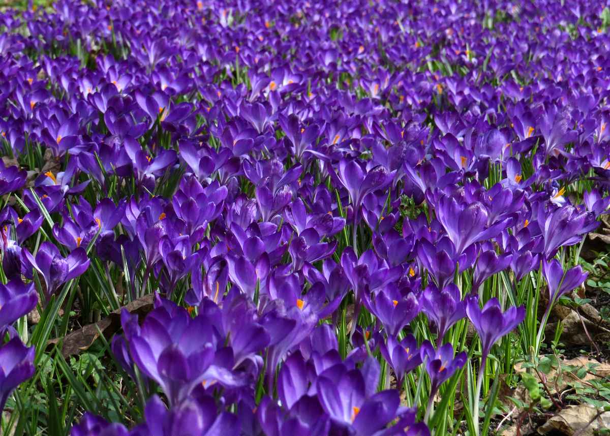 Blaues Frühlingsmeer