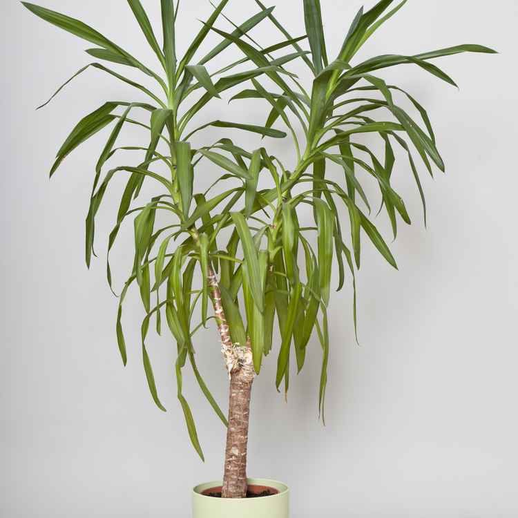 Yucca Palme