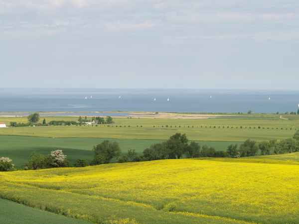 Rapslandschaft bei Kühlungsborn