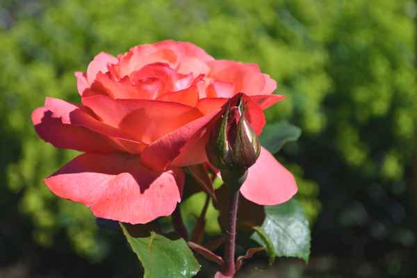 Gartenrose