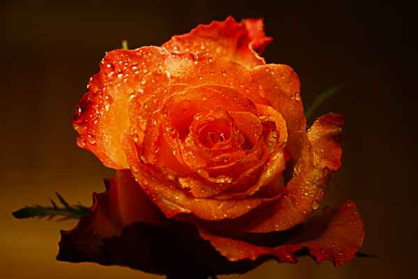 rote rose