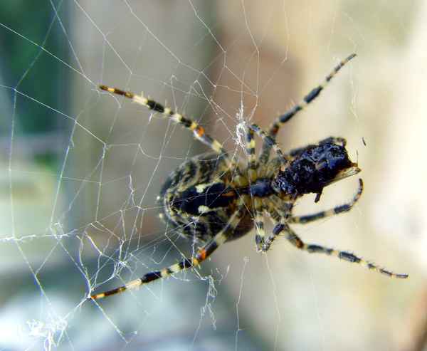 Gartenkreuzspinne lässt sich eine fette Fliege schmecken...